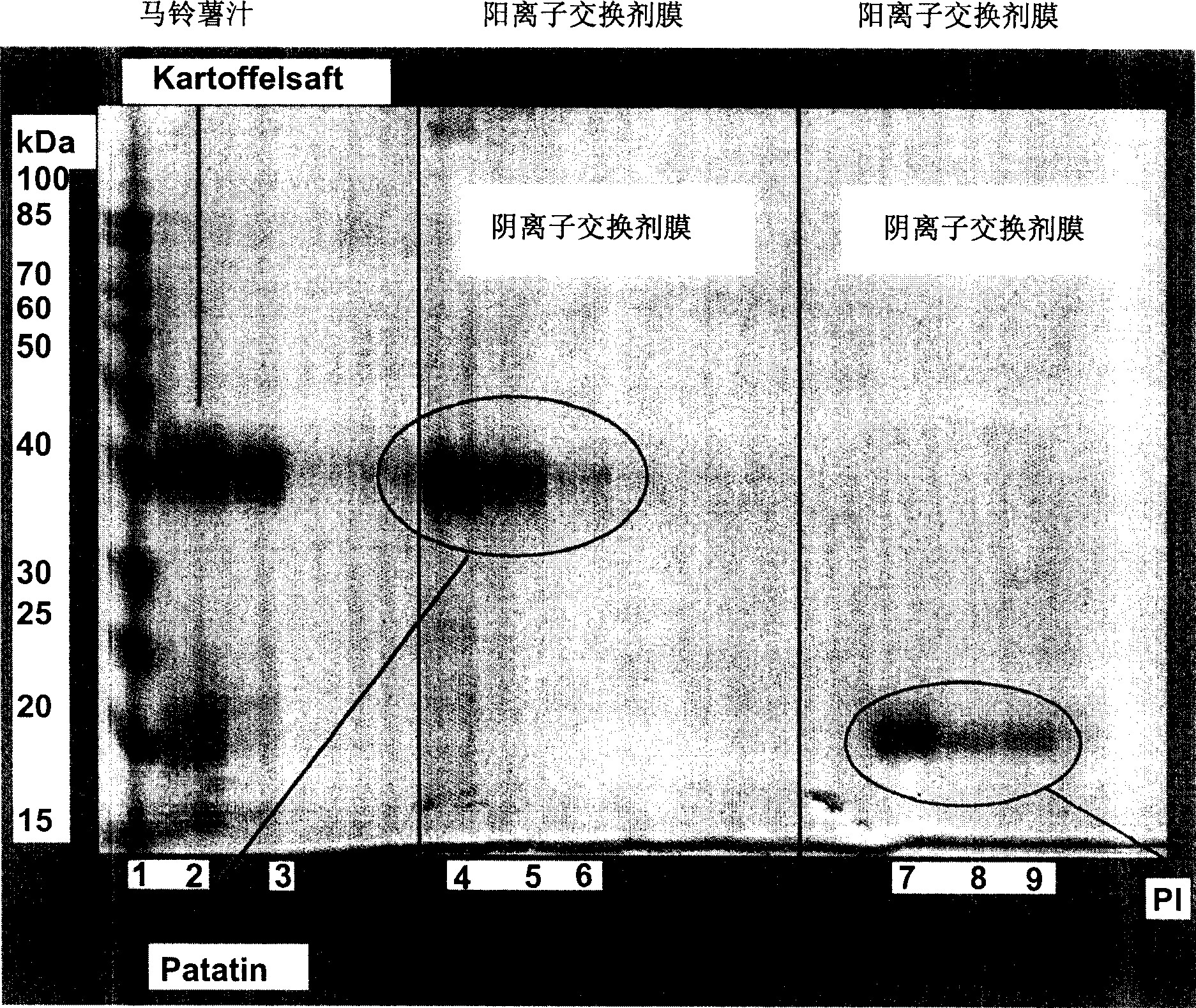 Method for gathering vegetable proteins and/or peptides, proteins and/or peptides produced through this method and usage thereof