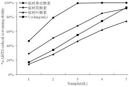 Preparation method of edible cudrania tricuspidata ferment