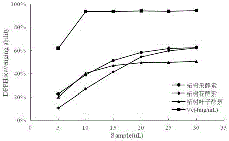 Preparation method of edible cudrania tricuspidata ferment