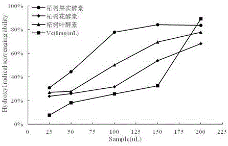 Preparation method of edible cudrania tricuspidata ferment