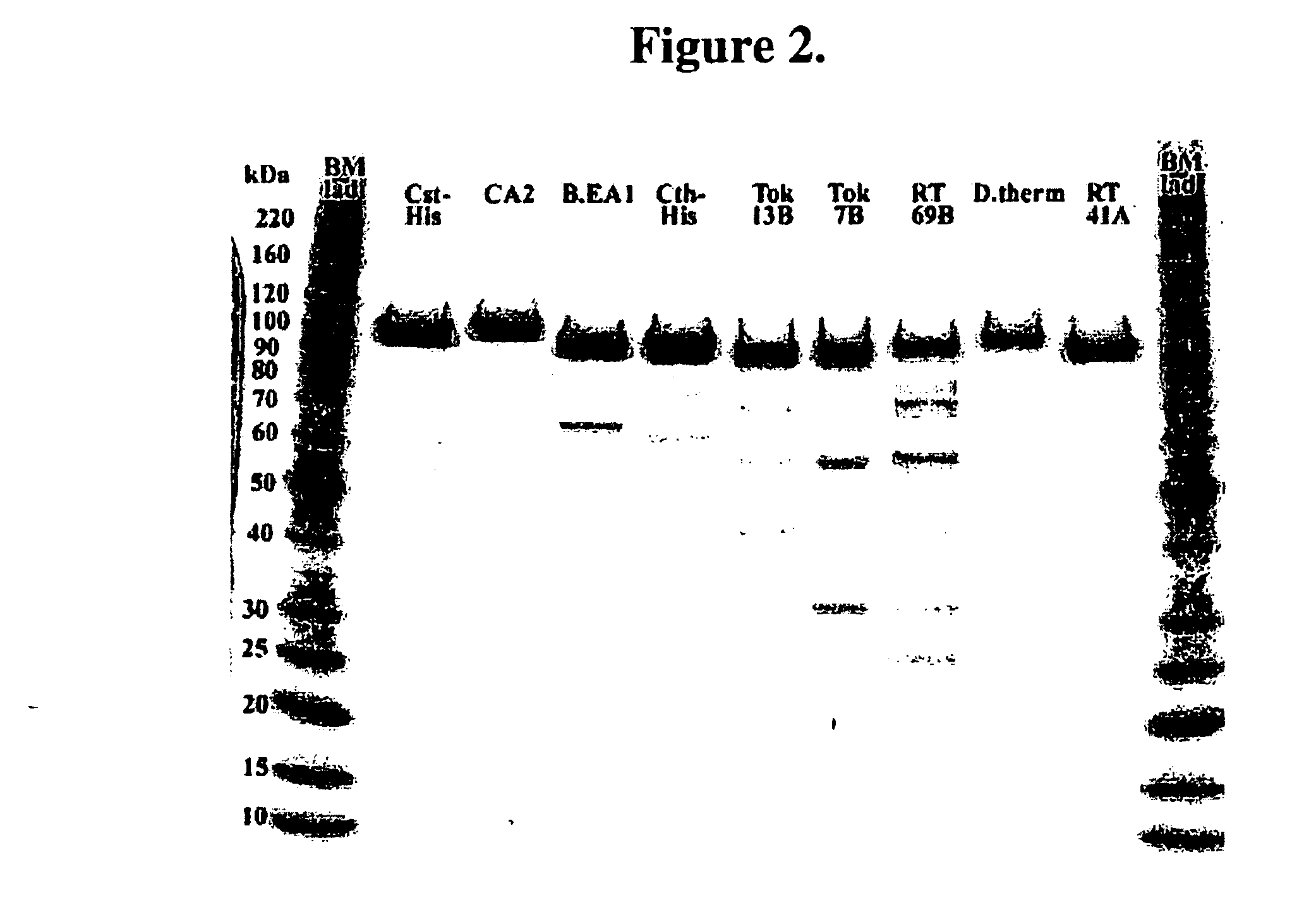 DNA Polymerases and mutants thereof