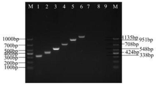 Method for quickly detecting pathogenic bacteria in cow endometritis