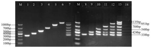 Method for quickly detecting pathogenic bacteria in cow endometritis