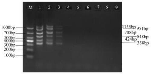 Method for quickly detecting pathogenic bacteria in cow endometritis