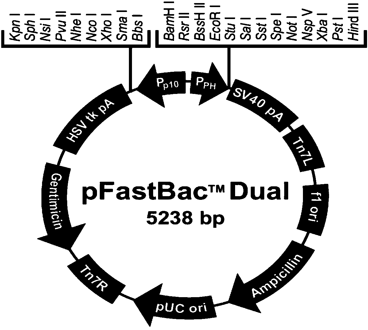 Preparation method of antibacterial peptide with helicobacter pylori activity-resisting function