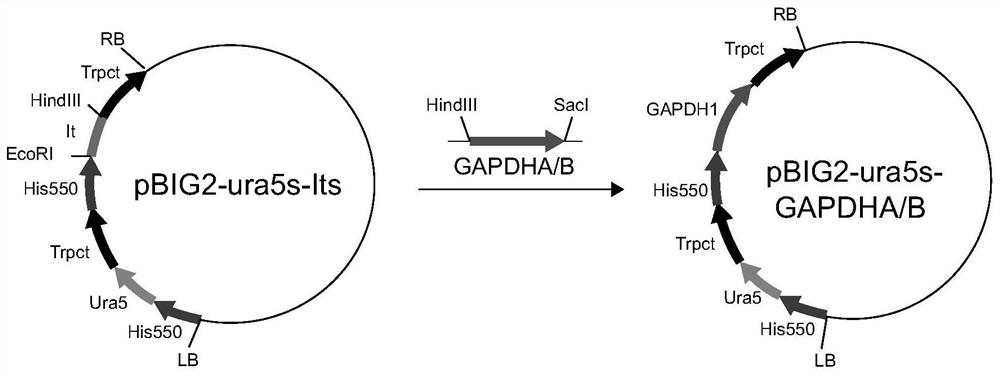 A kind of 3-phosphate glyceraldehyde dehydrogenase and its application