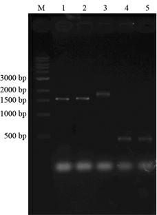 Construction method of genetic engineering strain for producing shikimic acid