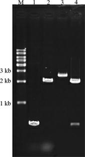 Construction method of genetic engineering strain for producing shikimic acid