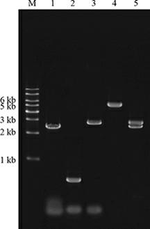 Construction method of genetic engineering strain for producing shikimic acid