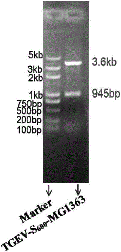 Recombinant lactococcus lactis expressing S600 gene of transmissible gastroenteritis virus of pigs and application