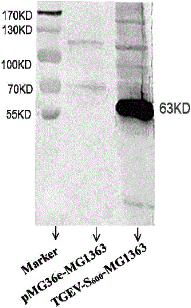 Recombinant lactococcus lactis expressing S600 gene of transmissible gastroenteritis virus of pigs and application