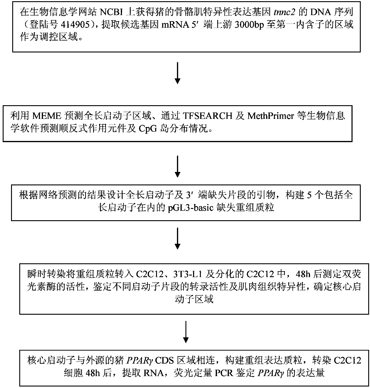 Clone and application of porcine skeletal muscle specific expression gene tnnc2 promoter