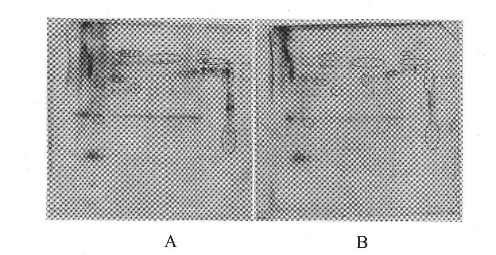 Immunogenic protein in schistosoma japonicum soluble egg antigen as well as screening method and application thereof