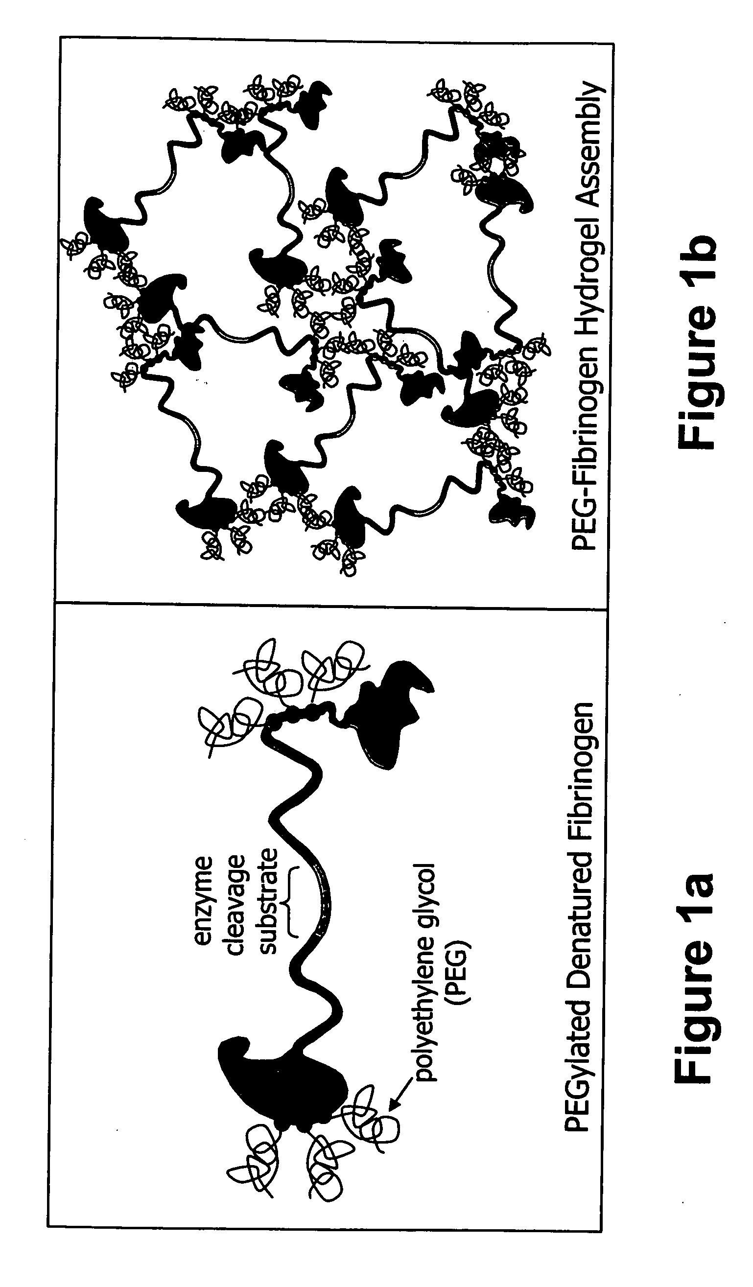 Matrix composed of a naturally-occurring protein backbone cross linked by a synthetic polymer and methods of generating and using same