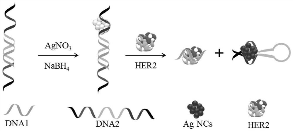 A dsDNA-agncs fluorescent probe for HER2 detection and its construction method and application