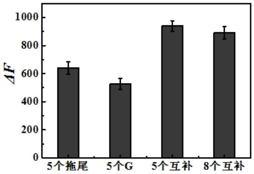 A dsDNA-agncs fluorescent probe for HER2 detection and its construction method and application