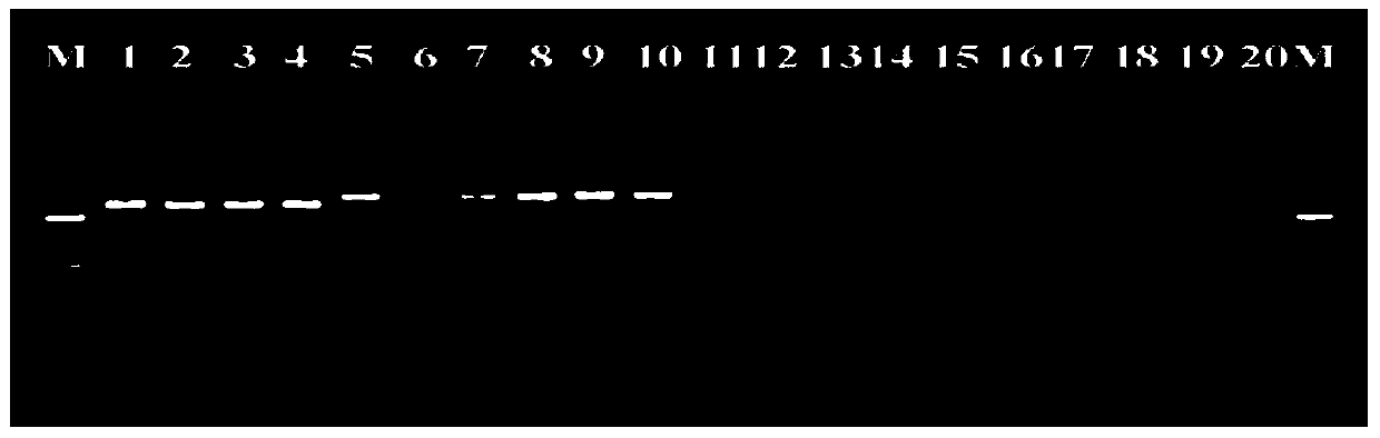 Lysis solution used for plant parasitic nematode genome DNA micro-extraction and application thereof