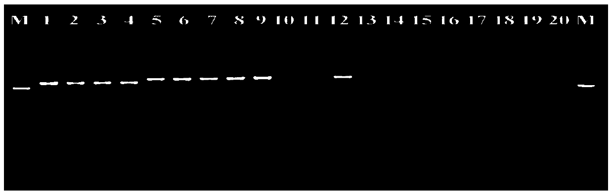 Lysis solution used for plant parasitic nematode genome DNA micro-extraction and application thereof