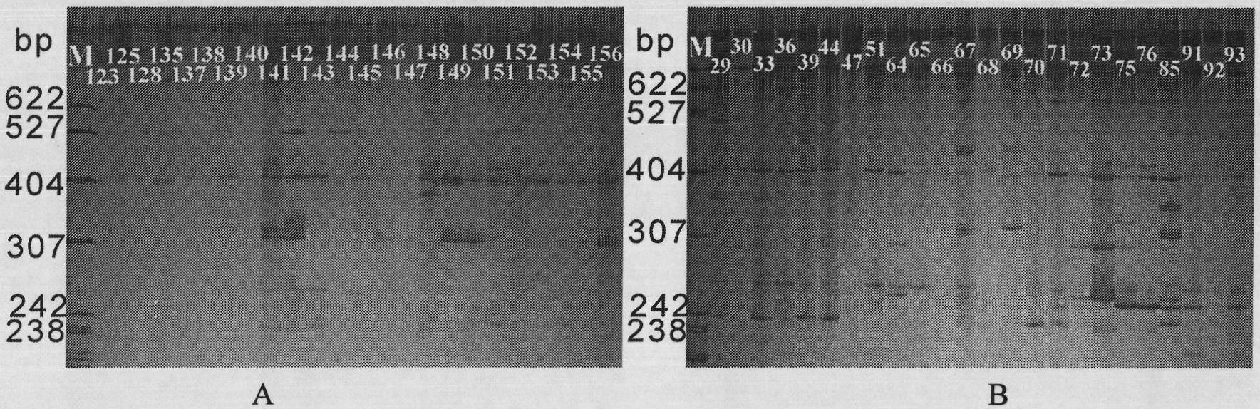 Method for identifying cymbidium varieties