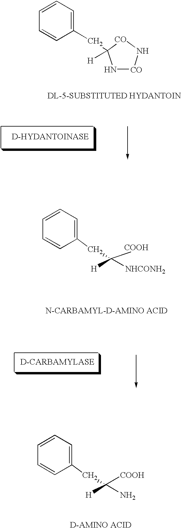 DNA for encoding D-hydantoin hydrolases, DNA for encoding N-carbamyl-D-amino acid hydrolases, recombinant DNA containing the genes, cells transformed with the recombinant DNA, methods for producing proteins utilizing the transformed cells and methods for producing D-amino acids