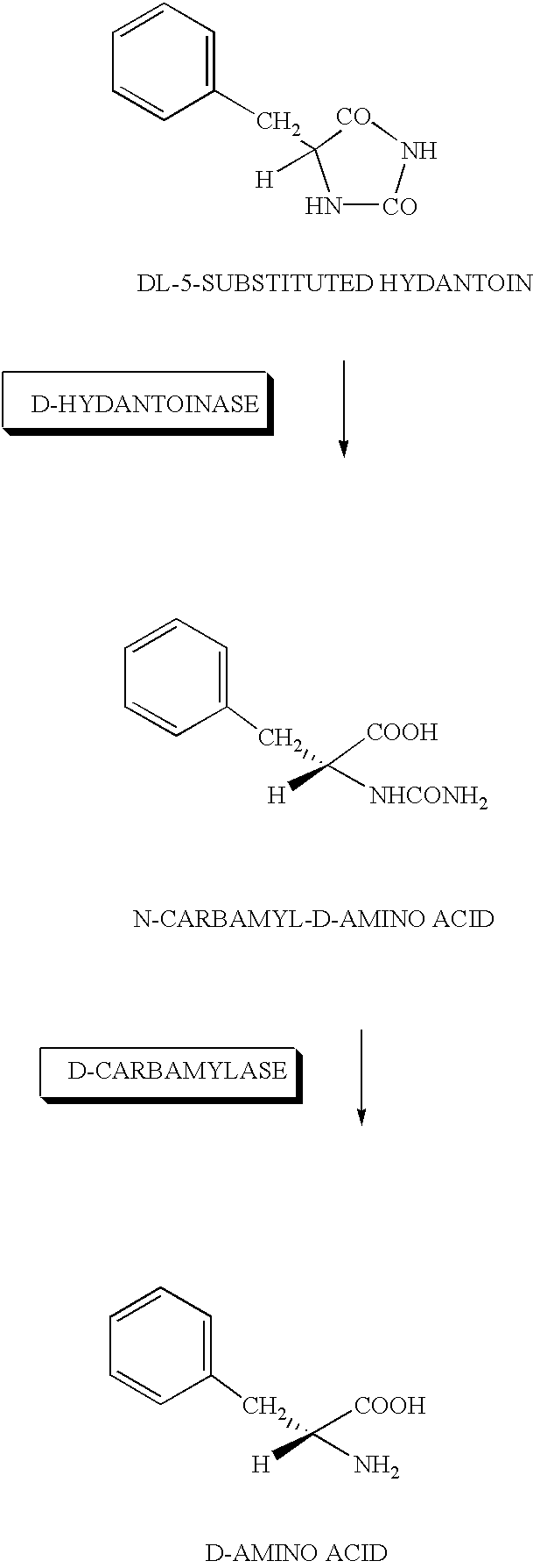 DNA for encoding D-hydantoin hydrolases, DNA for encoding N-carbamyl-D-amino acid hydrolases, recombinant DNA containing the genes, cells transformed with the recombinant DNA, methods for producing proteins utilizing the transformed cells and methods for producing D-amino acids