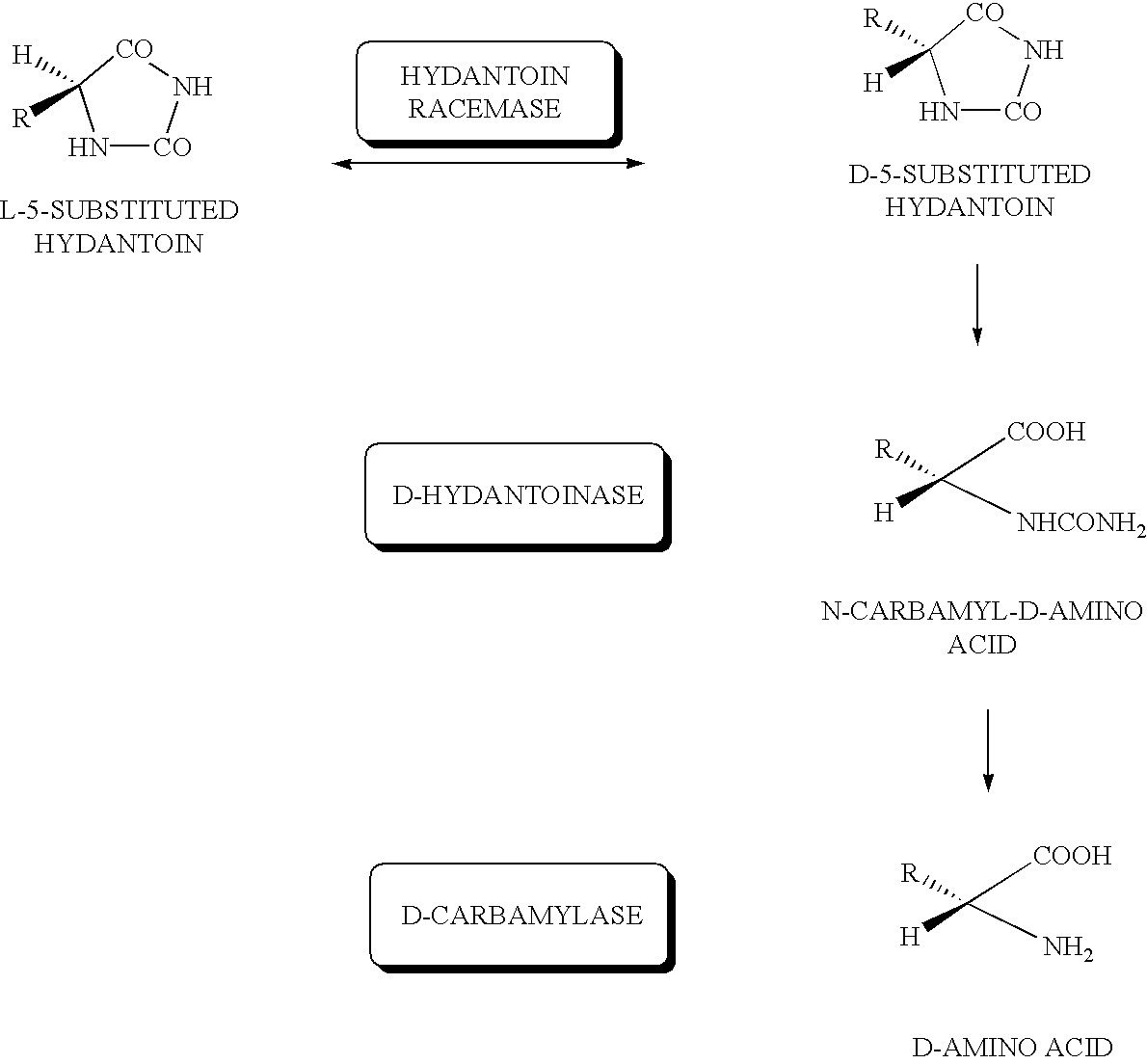 DNA for encoding D-hydantoin hydrolases, DNA for encoding N-carbamyl-D-amino acid hydrolases, recombinant DNA containing the genes, cells transformed with the recombinant DNA, methods for producing proteins utilizing the transformed cells and methods for producing D-amino acids