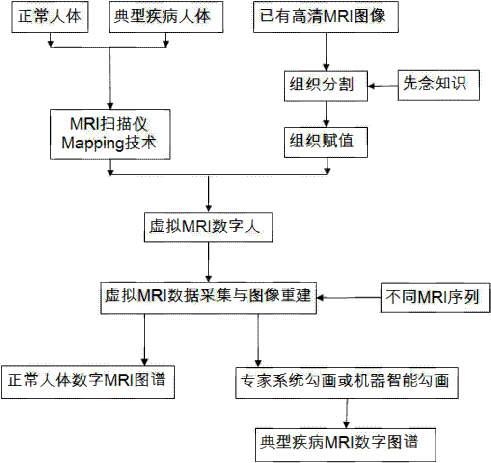 Digital MRI atlas construction method and device