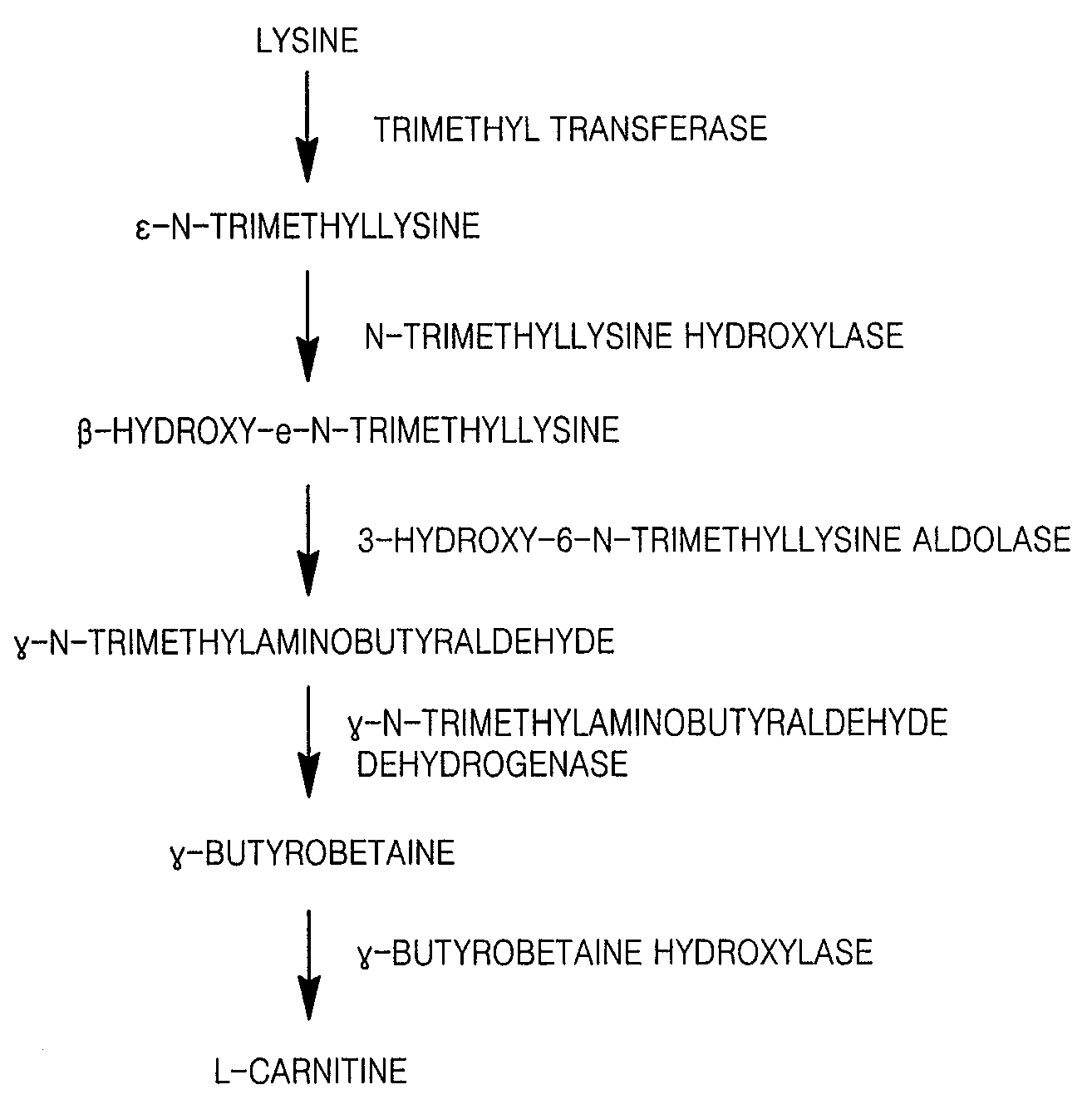 Microorganism of Enterobacteriacae Genus Haboring Genes Associated With L-Carnitine Biosynthesis and Method of Producing L-Carnitine Using the Microorganism