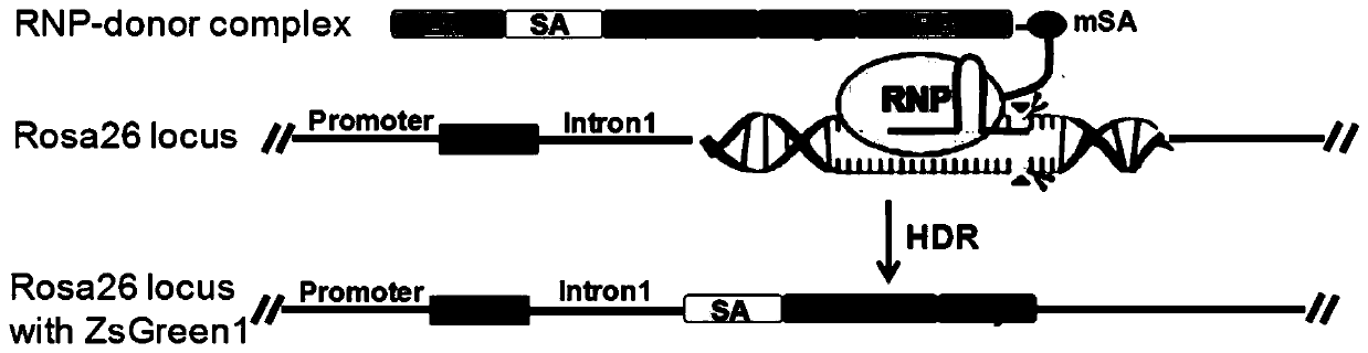 Efficient clustered regularly interspaced short palindromic repeats ribonucleoprotein (CRISPR RNP) and donor DNA co-location mediated gene insertion or replacement method and application thereof