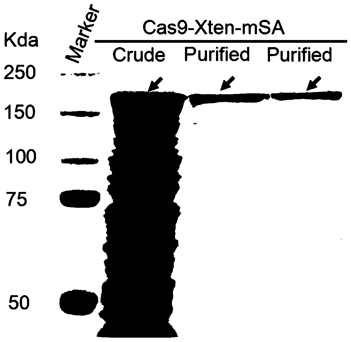 Efficient clustered regularly interspaced short palindromic repeats ribonucleoprotein (CRISPR RNP) and donor DNA co-location mediated gene insertion or replacement method and application thereof