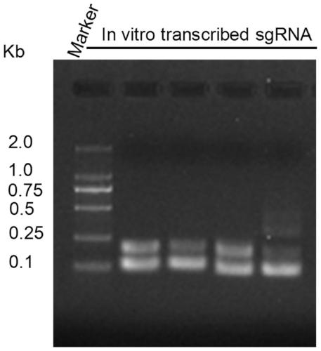 Efficient clustered regularly interspaced short palindromic repeats ribonucleoprotein (CRISPR RNP) and donor DNA co-location mediated gene insertion or replacement method and application thereof