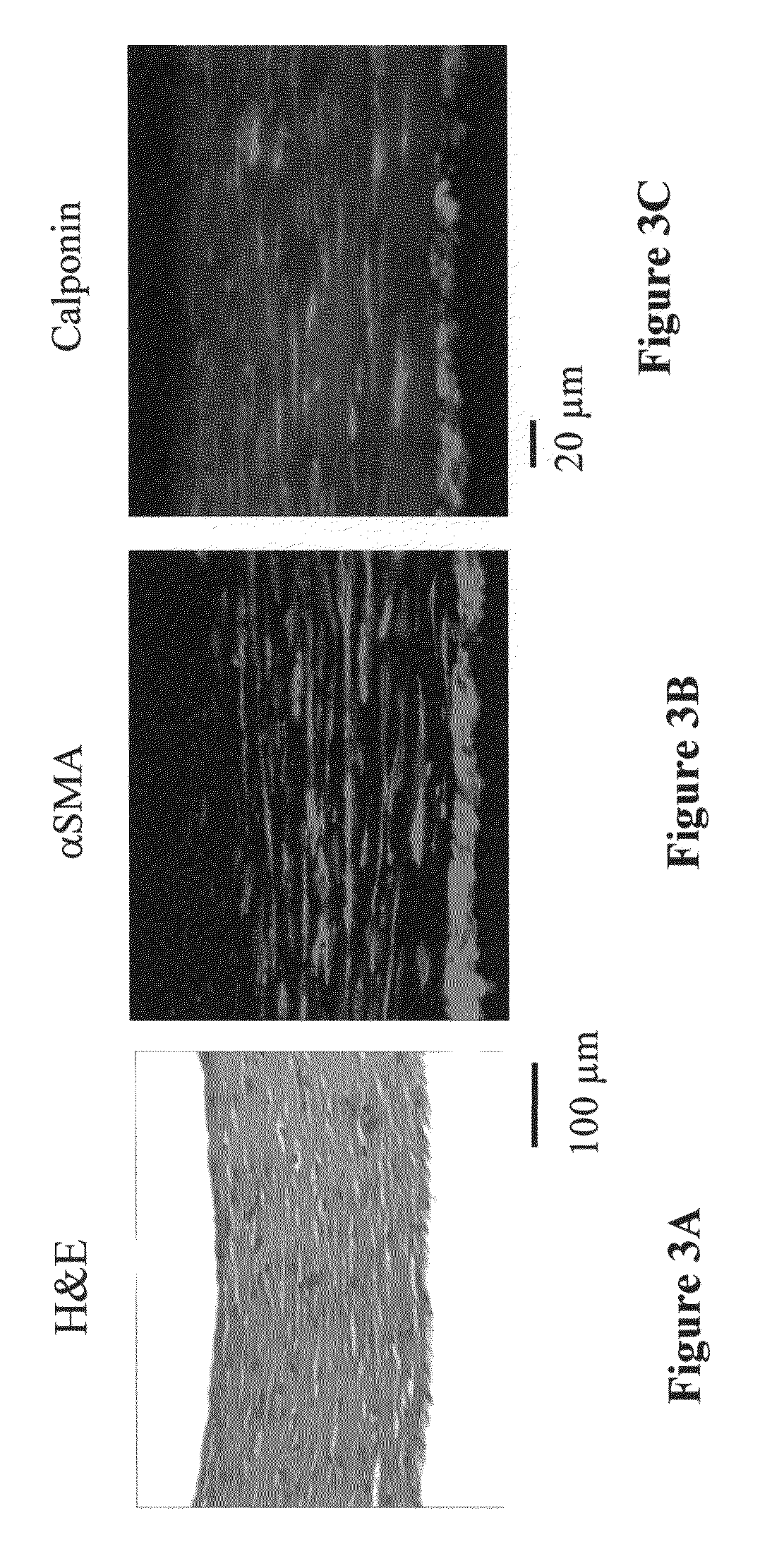 Multipotent mesenchymal stem cells from human hair follicles