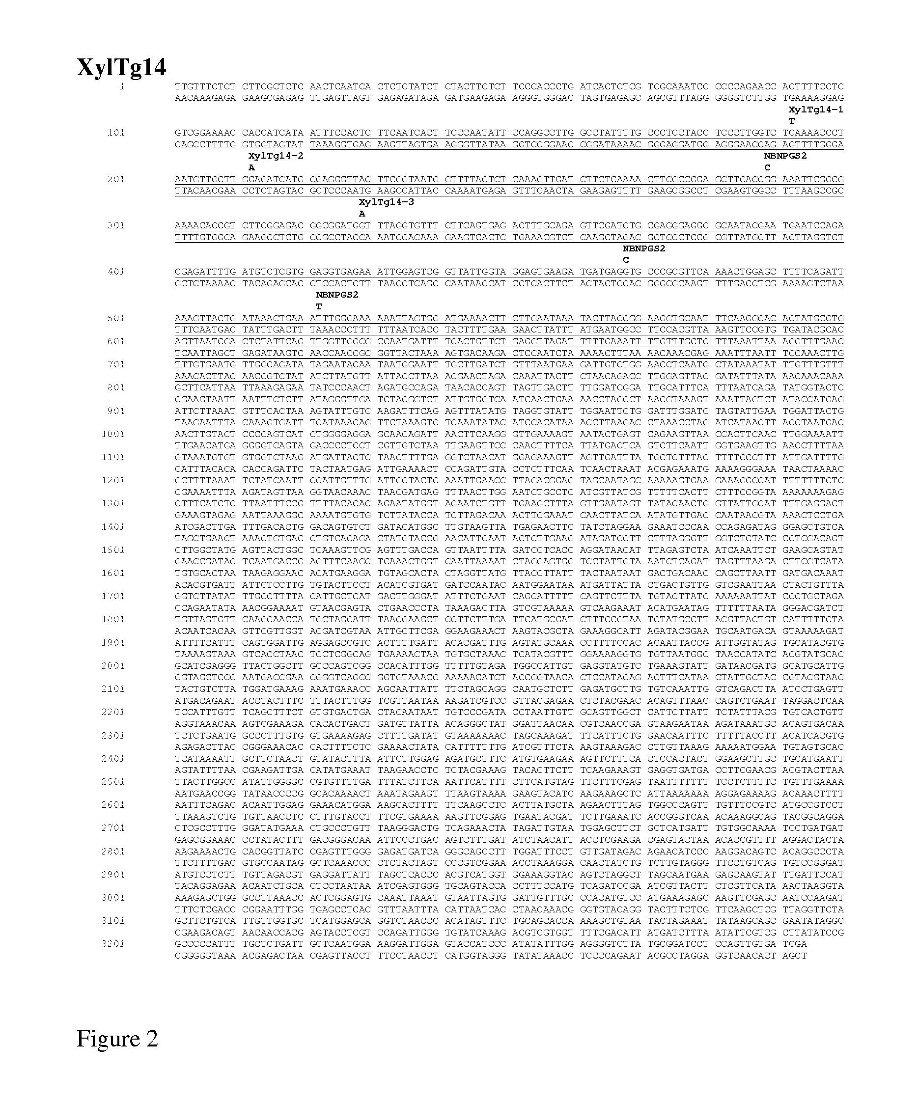 Nicotiana Benthamiana Plants Deficient in Xylosyltransferase Activity