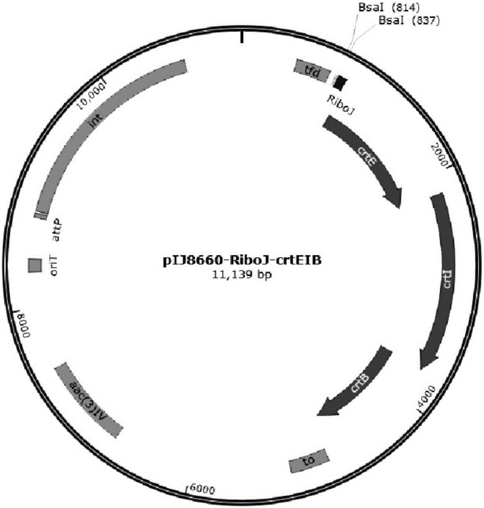 Method for constructing recombinant strain capable of producing target gene product at high yield, and recombinant strain and application thereof