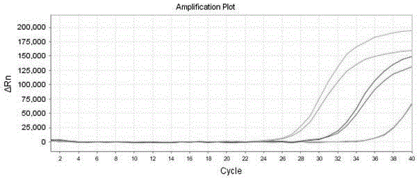 Simplified method for extracting RNA of polyphenol plants based on nano magnetic beads