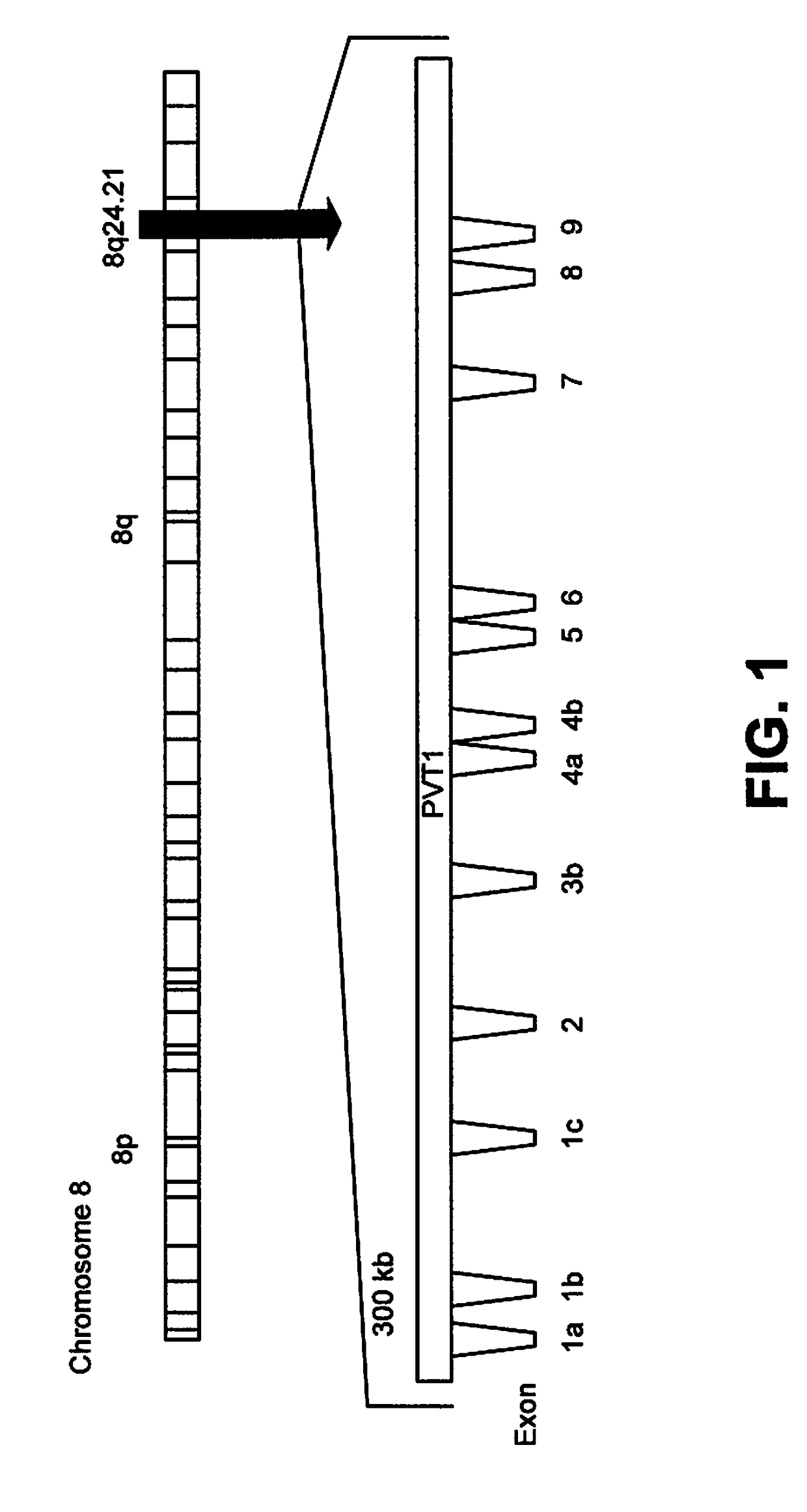 Methods of using pvt1 exon 9 to diagnose and treat prostate cancer