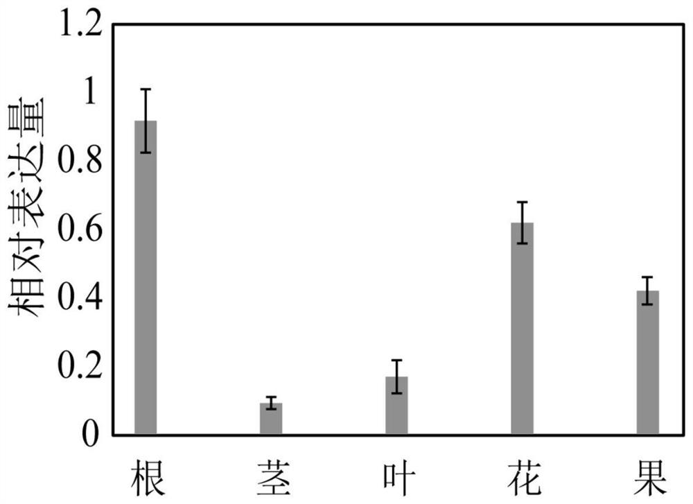 Application of grape circSIZ1 in regulation and control of plant growth and development and salt stress resistance