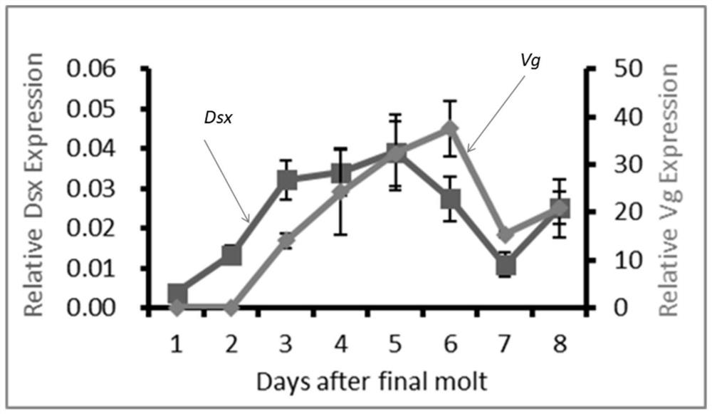 dsrna designed based on the American cockroach dsx gene, its preparation method, encoding gene and application