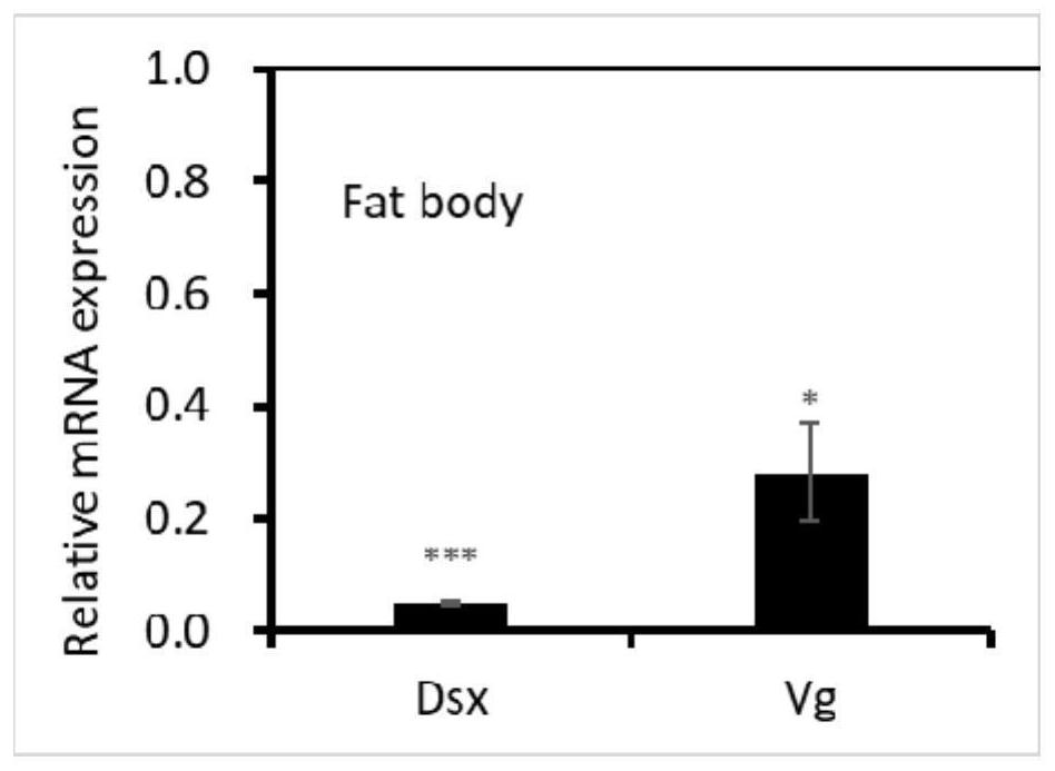 dsrna designed based on the American cockroach dsx gene, its preparation method, encoding gene and application