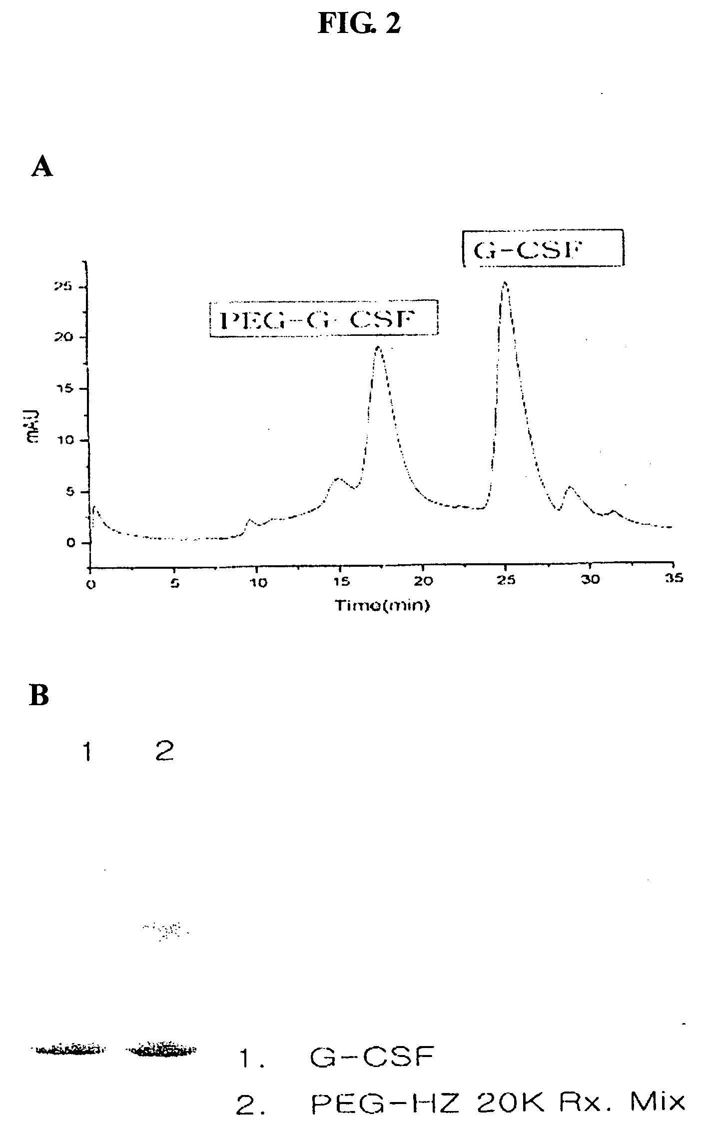 Human growth hormone conjugated with biocompatible polymer