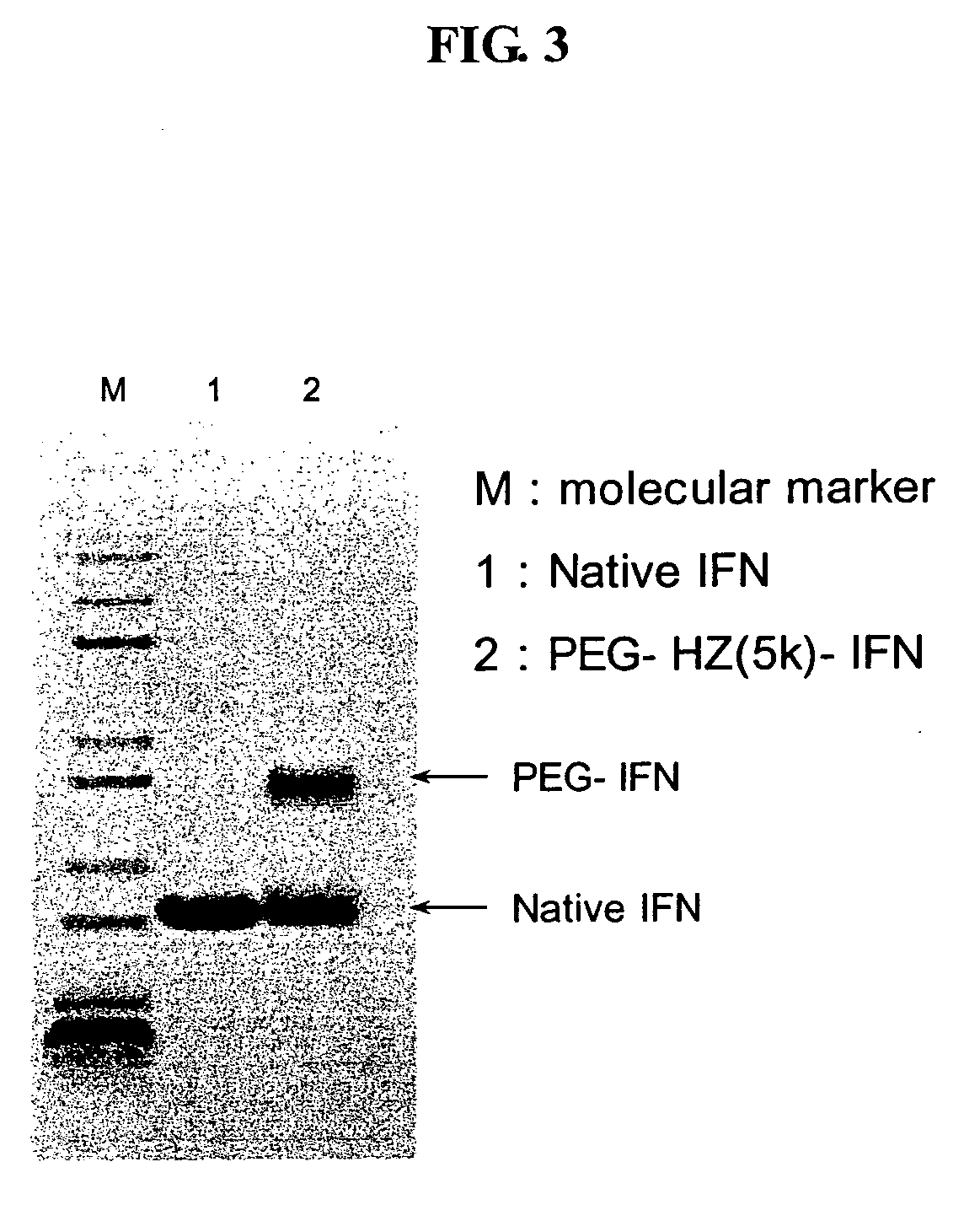 Human growth hormone conjugated with biocompatible polymer