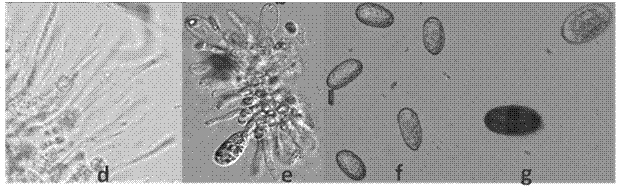 Application of Lasiodiplodia pseudotheobromae or its fermentation products in prevention and treatment of wheat powdery mildew