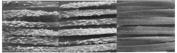 Application of Lasiodiplodia pseudotheobromae or its fermentation products in prevention and treatment of wheat powdery mildew