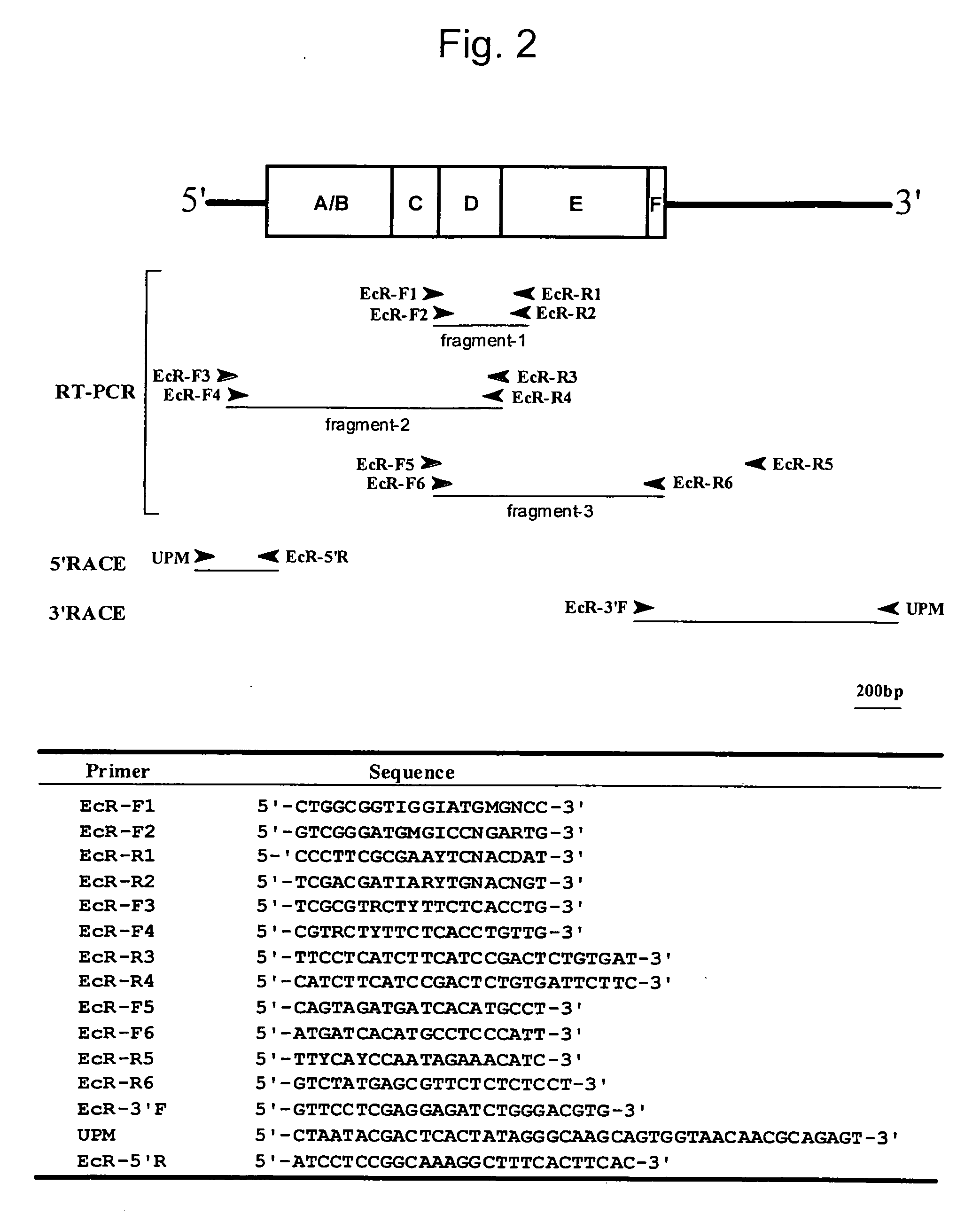 Molting hormone receptor and method for screening ligand to the receptor