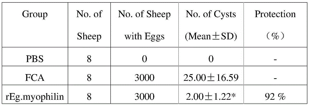 Gene rEg.myophilin molecular engineering vaccine resistant to sheep echinococcosis infection and preparation method and application thereof