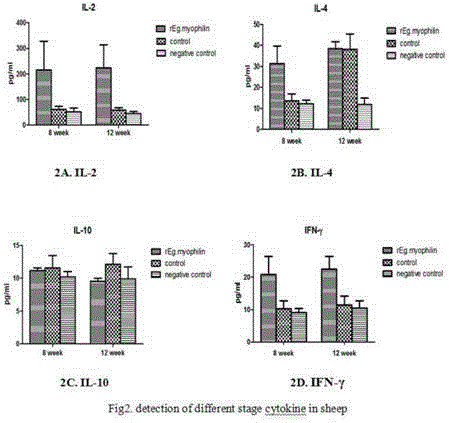 Gene rEg.myophilin molecular engineering vaccine resistant to sheep echinococcosis infection and preparation method and application thereof