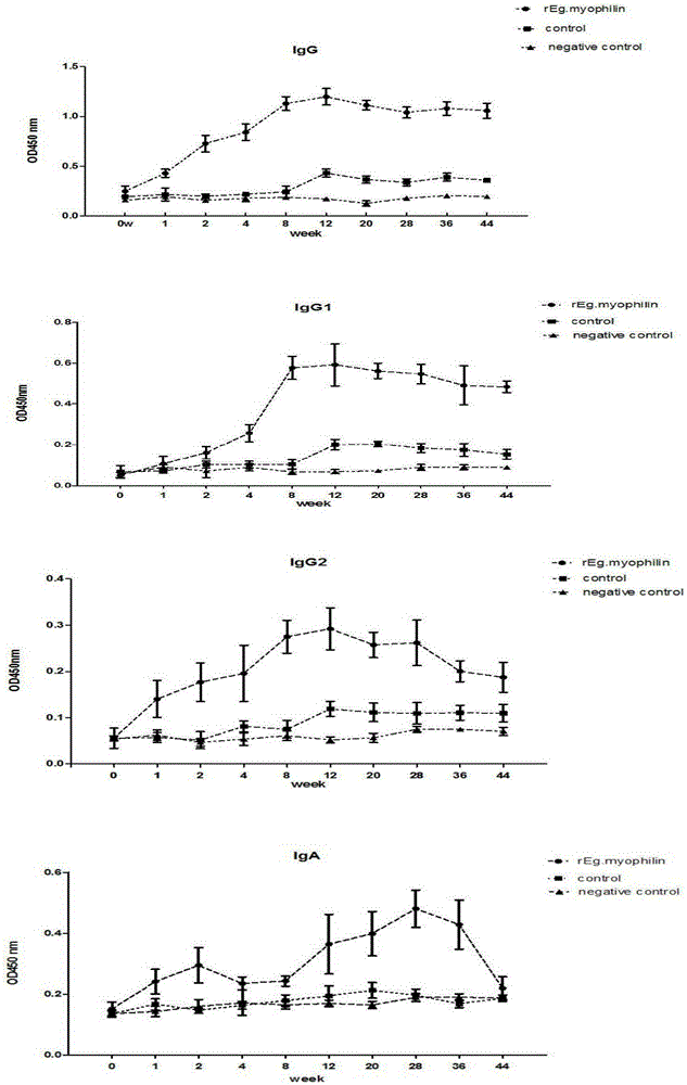 Gene rEg.myophilin molecular engineering vaccine resistant to sheep echinococcosis infection and preparation method and application thereof