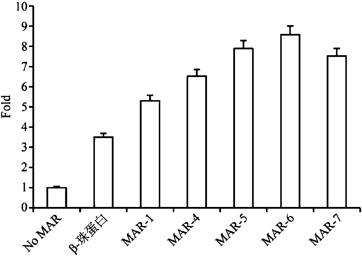 Artificially synthesized MAR (Matrix Attachment Region) fragment, expression vector, expression system and application thereof