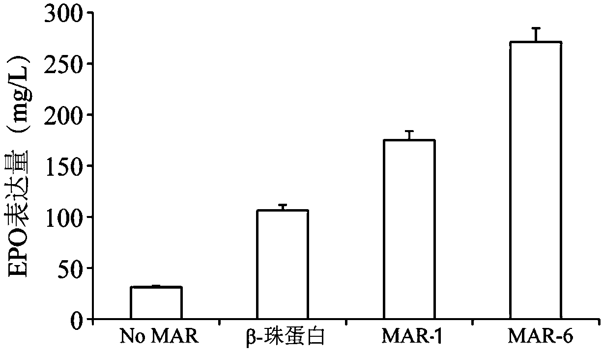 Artificially synthesized MAR (Matrix Attachment Region) fragment, expression vector, expression system and application thereof