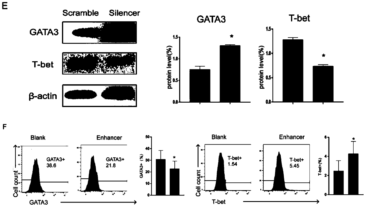 Application of miR-1165-3p in preparation or screening of drugs for inhibiting Th2 cell differentiation